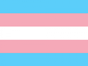 transgender flag (horizontal stripes: blue, pink, white, pink, blue)
