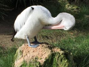 pelican preening image