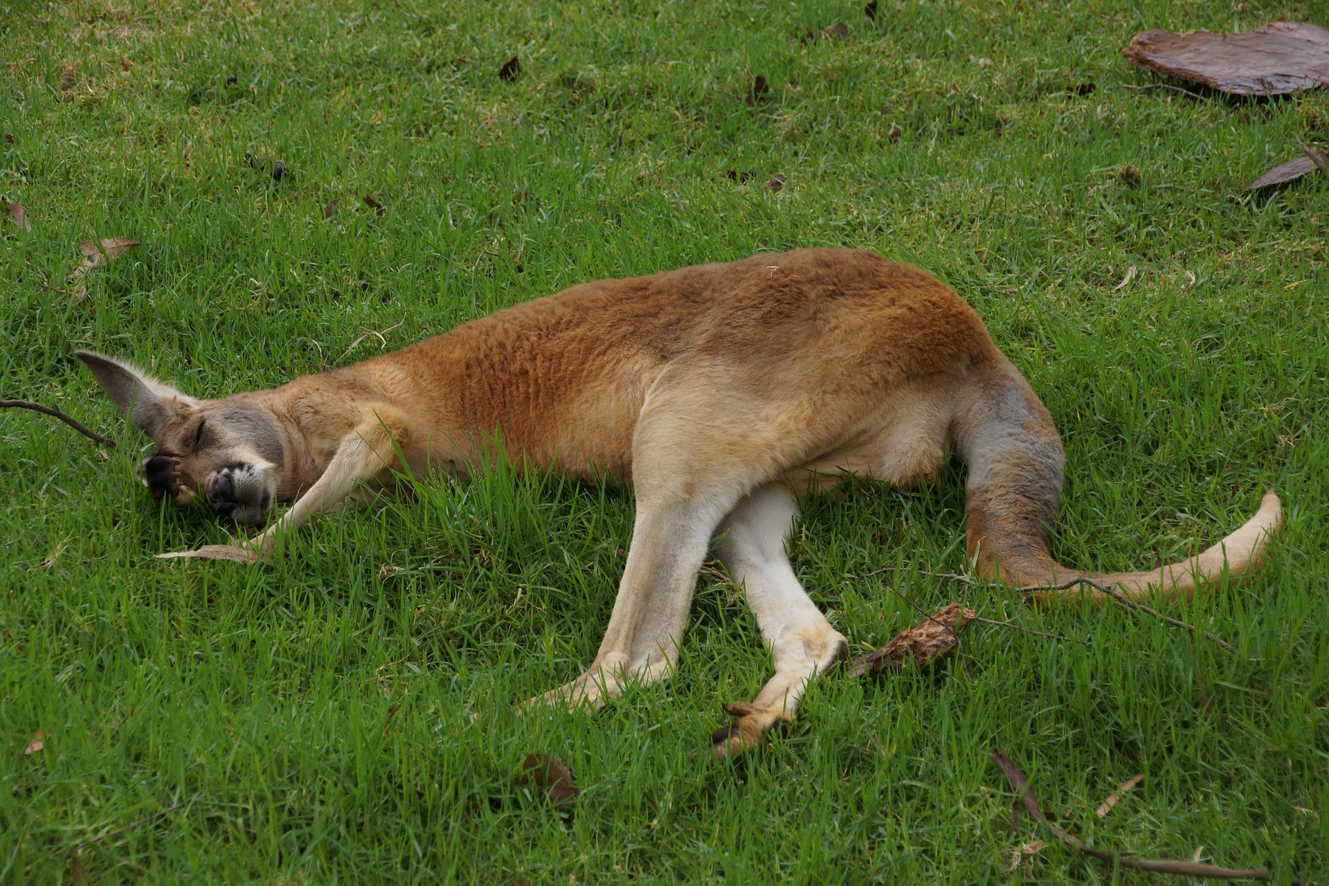 kangaroo sleeping image - links to sleep better page