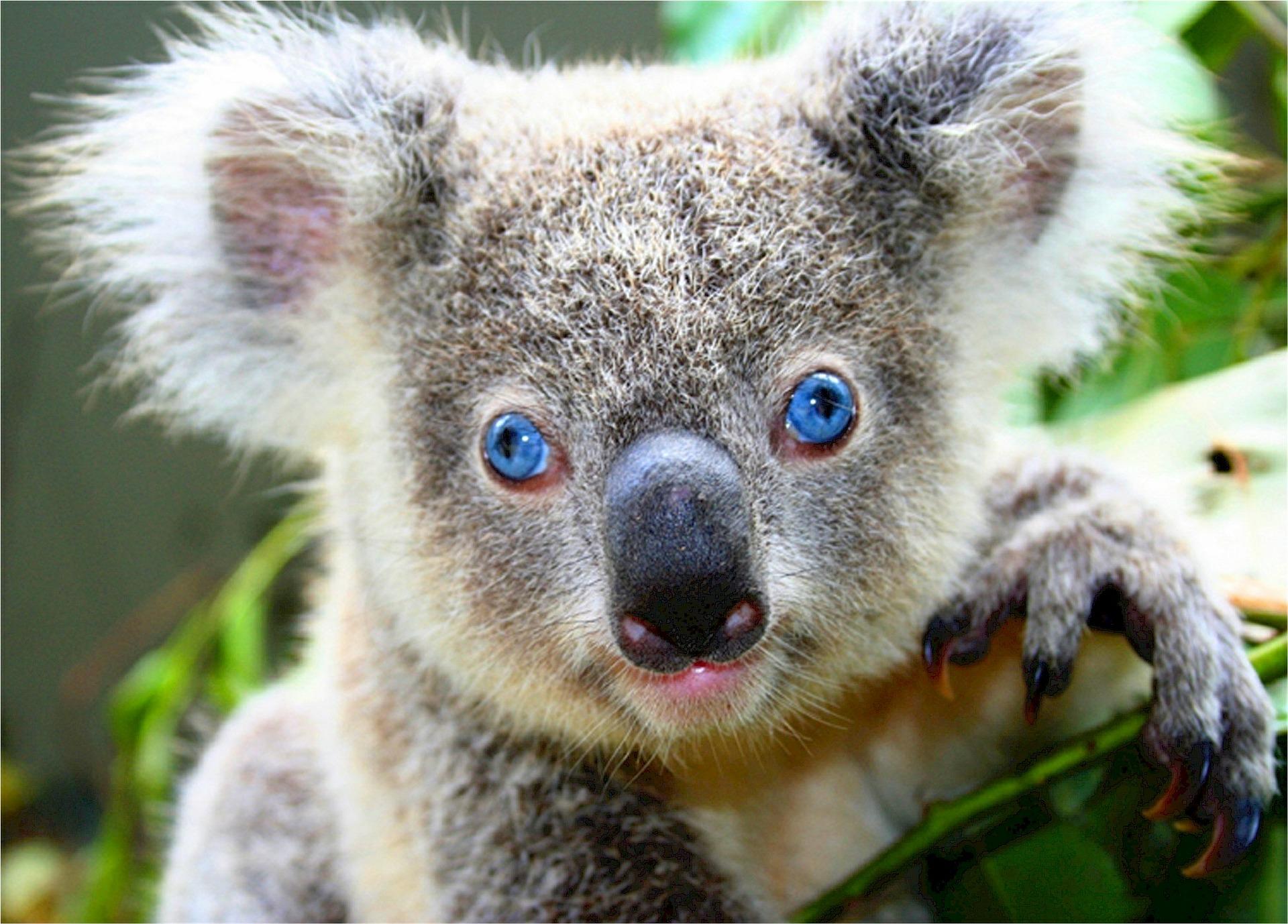 koala image - links to substance use page