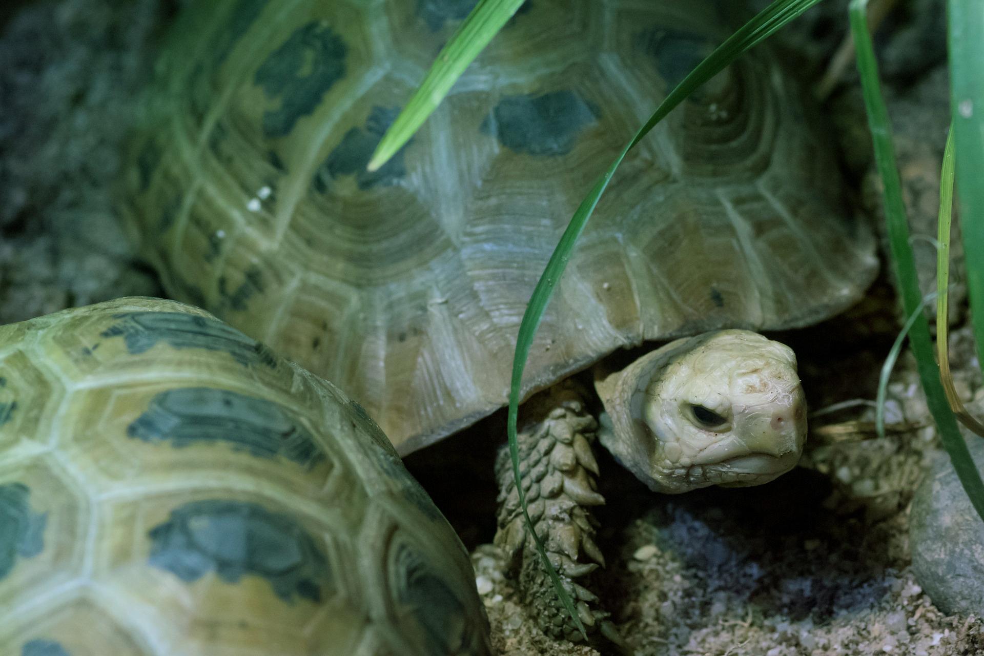 turtle image - links to body image page