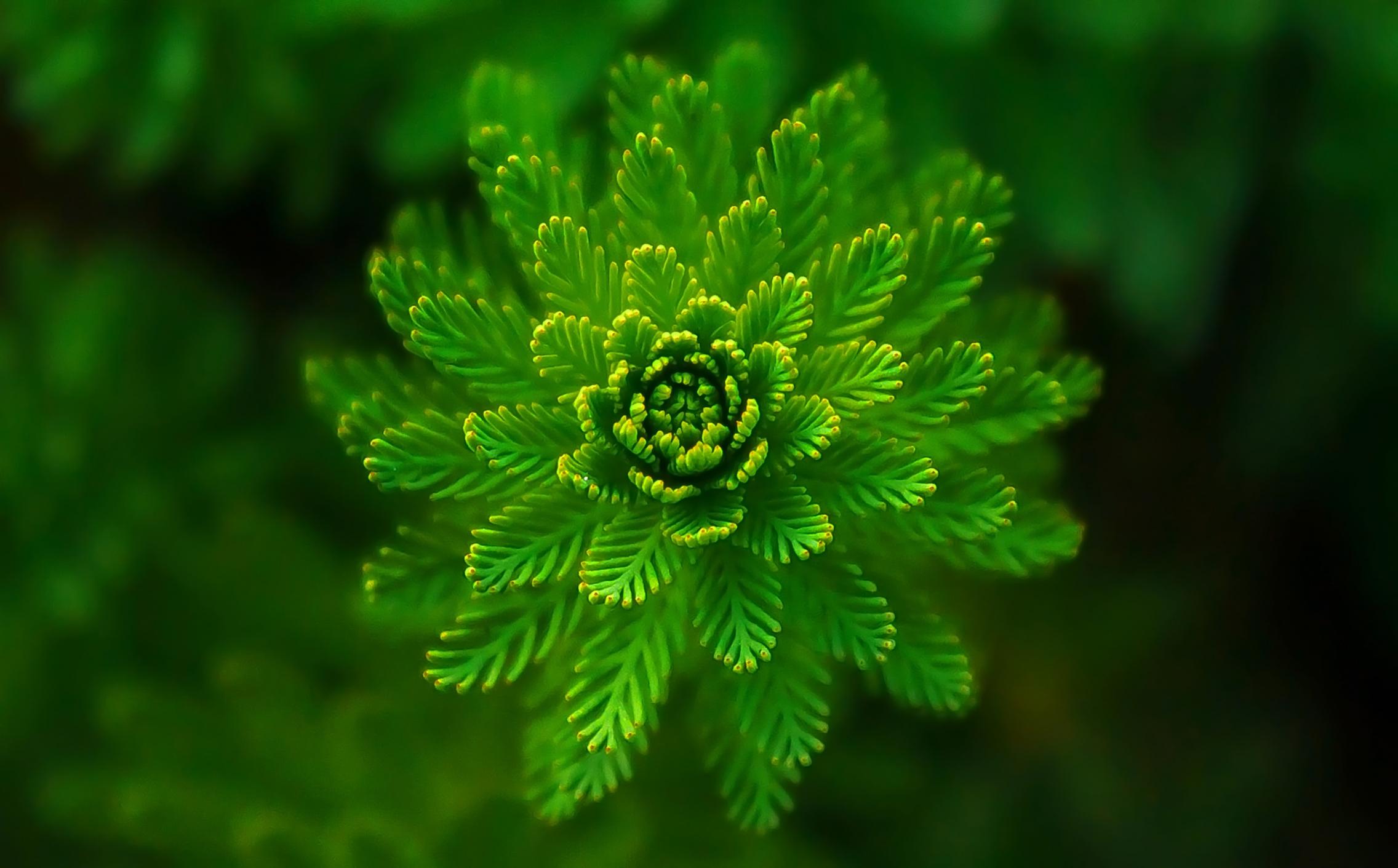 green healthy plant image - links to body health page