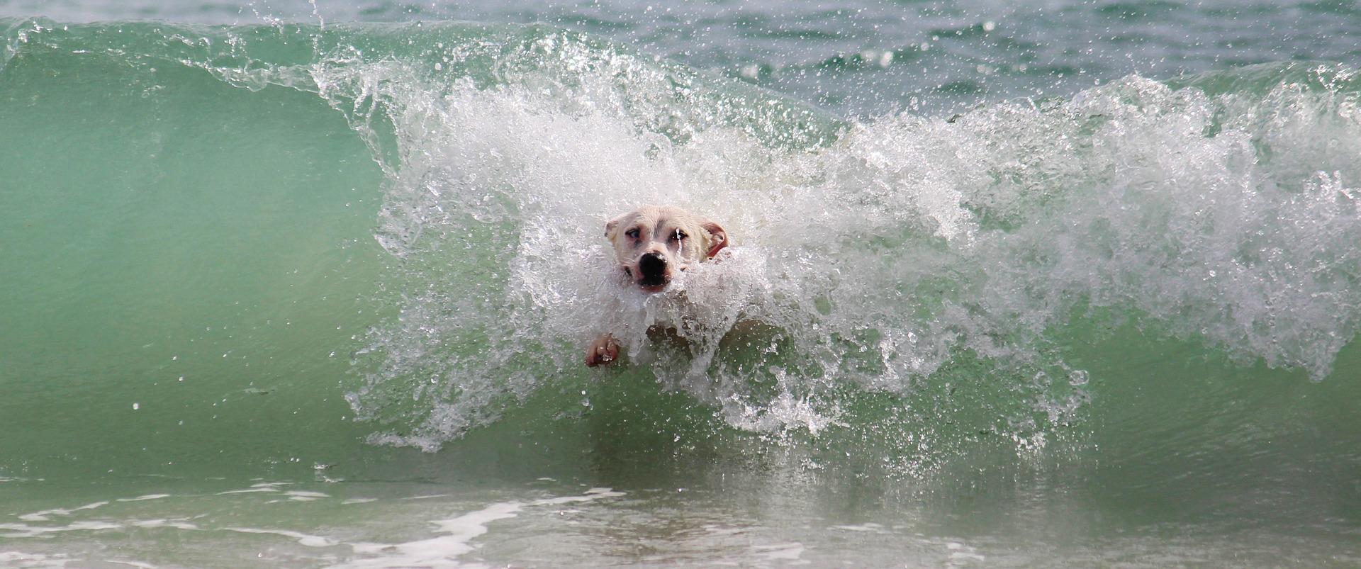 dog surfing image