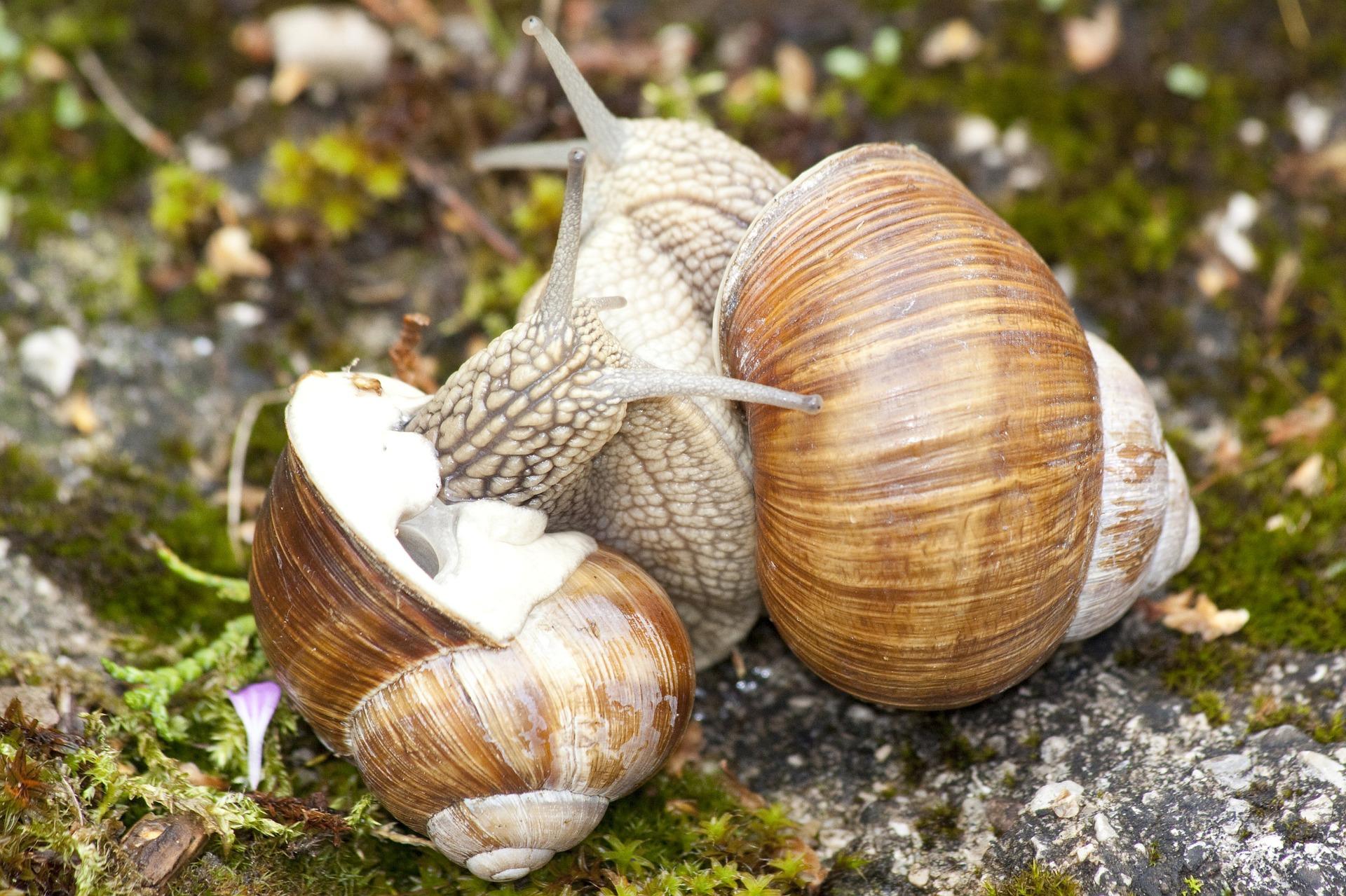 snails - image