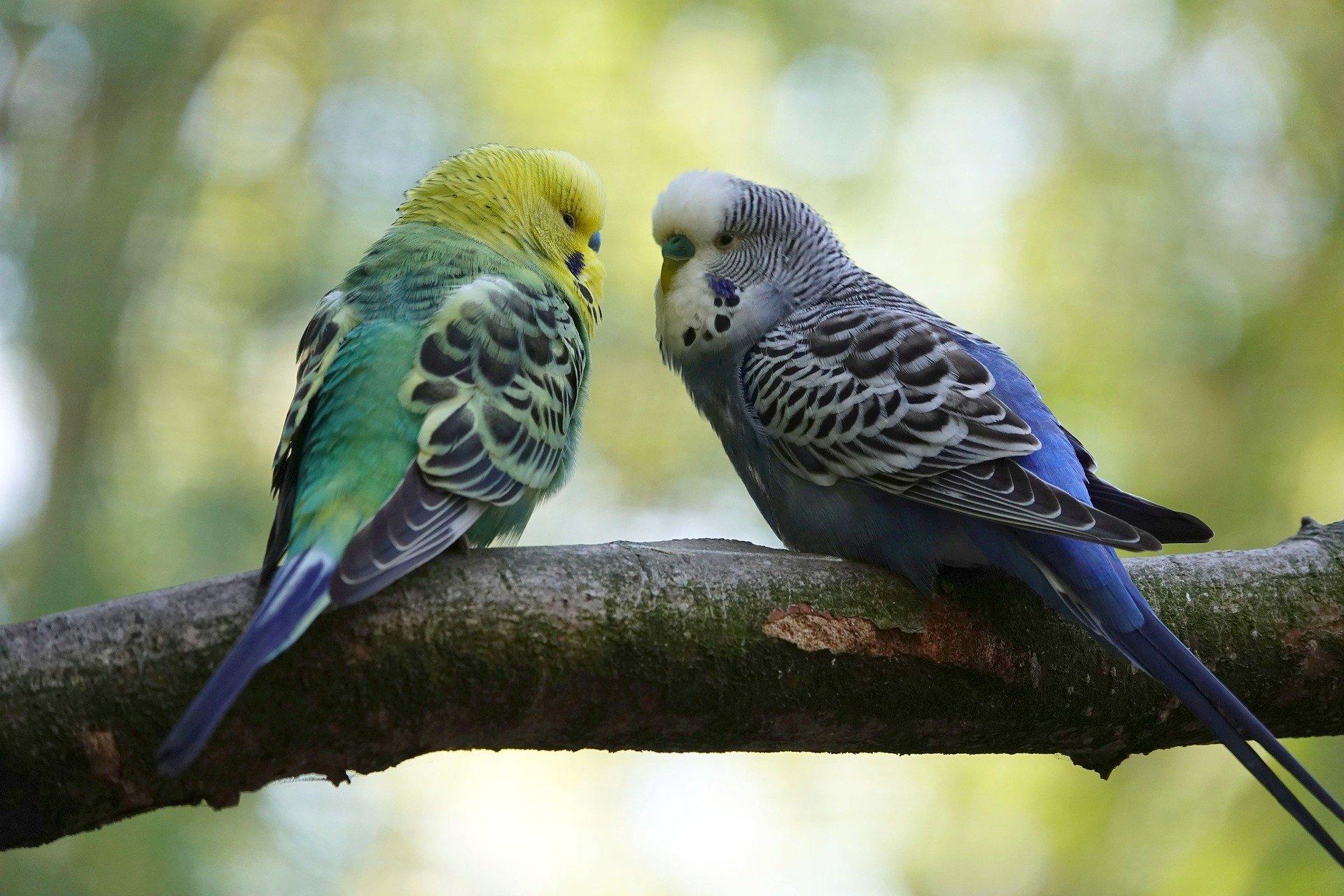 budgies on a branch - image