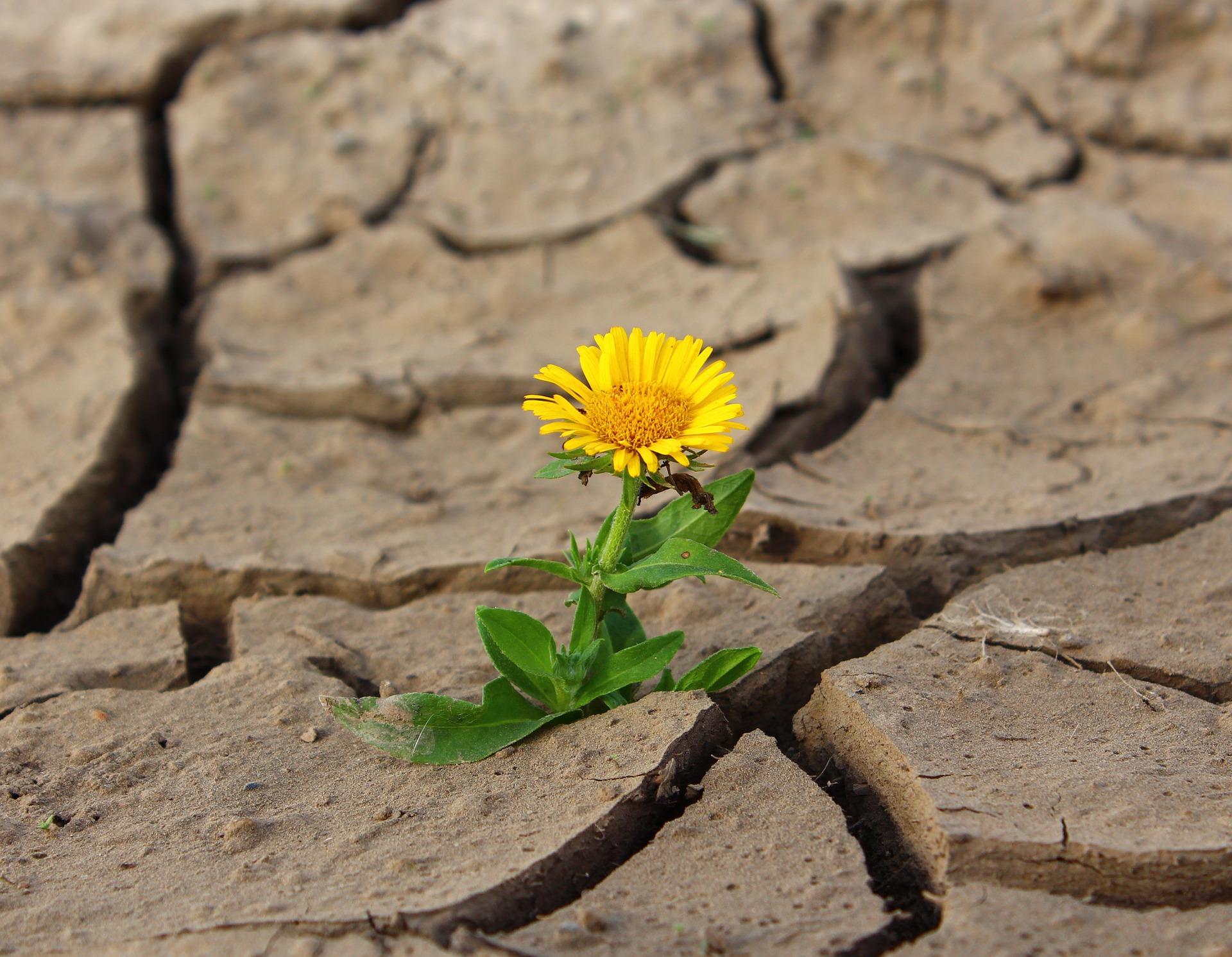 Flower surviving in unlikely circumstances.