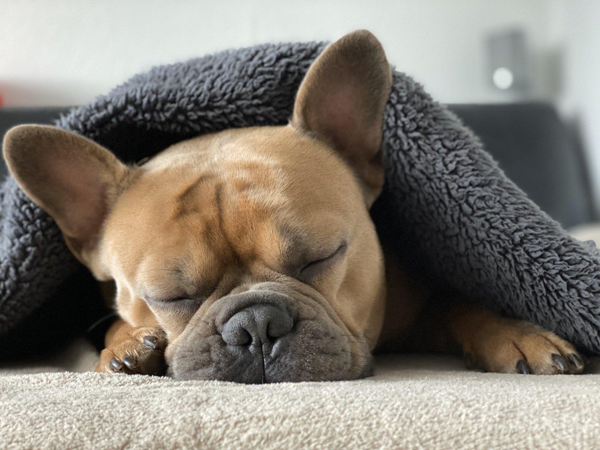 A dog sleeping under a blanket. 
