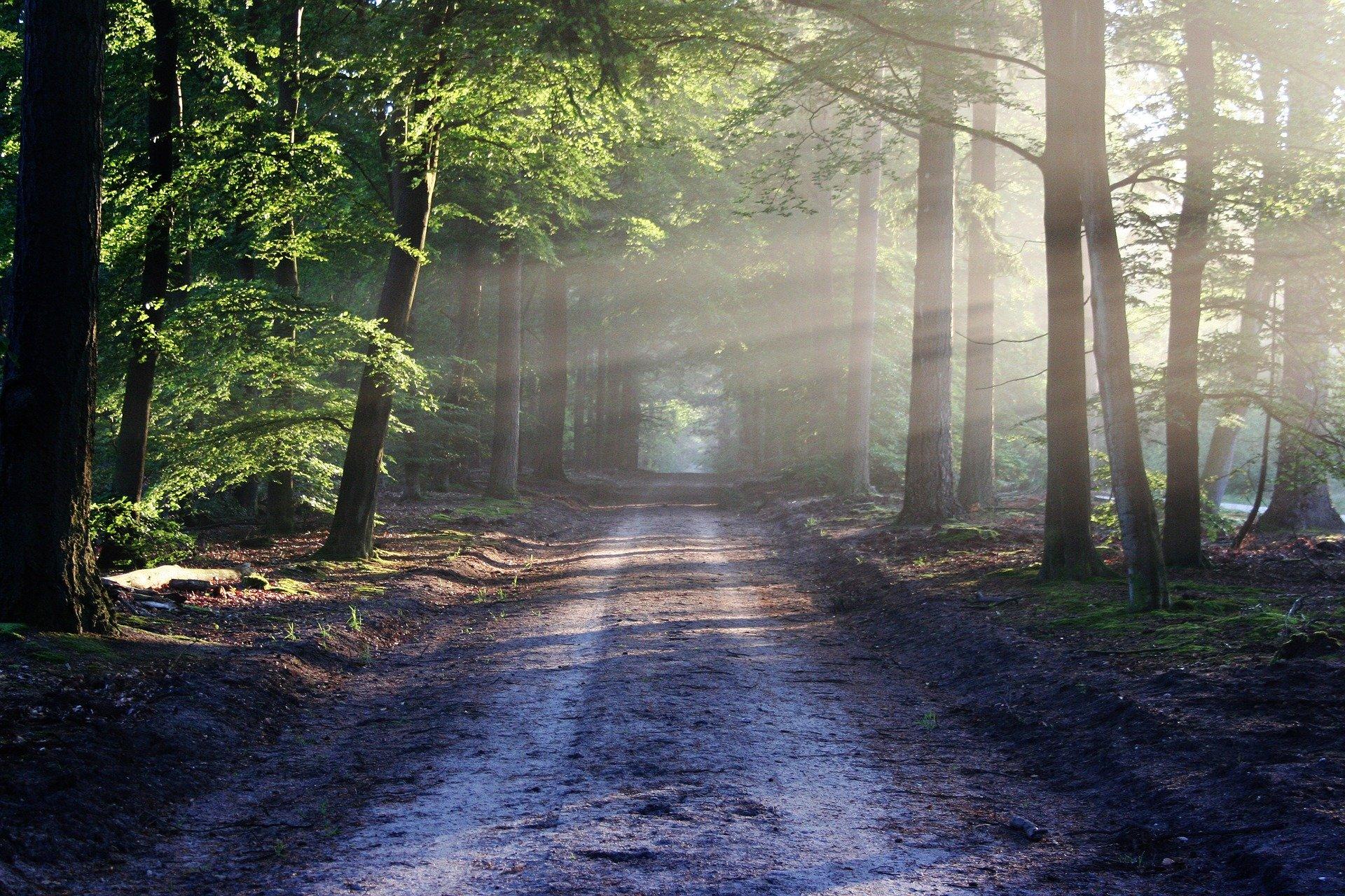 A road through a forest with streams of sunlight through the trees