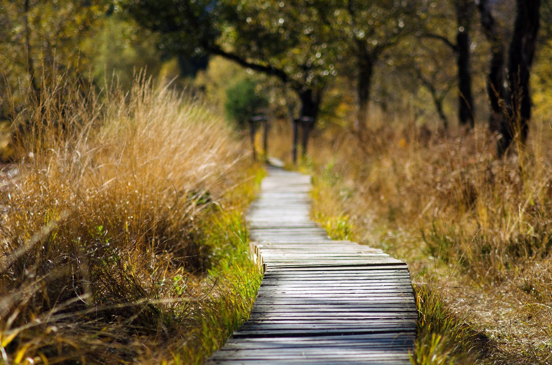 Wooden track through wildlife.