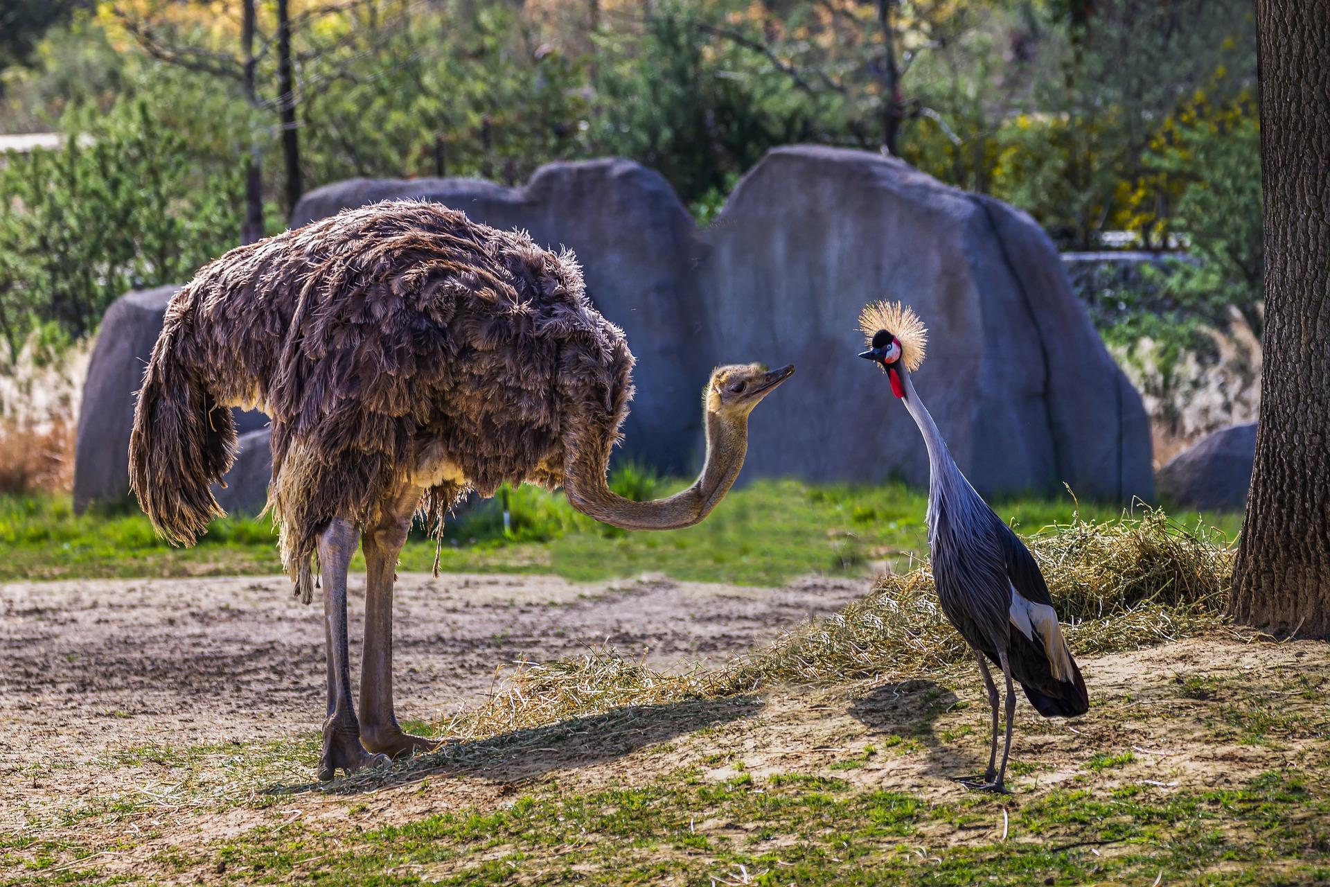 Ostrich faces off with obscure bird.