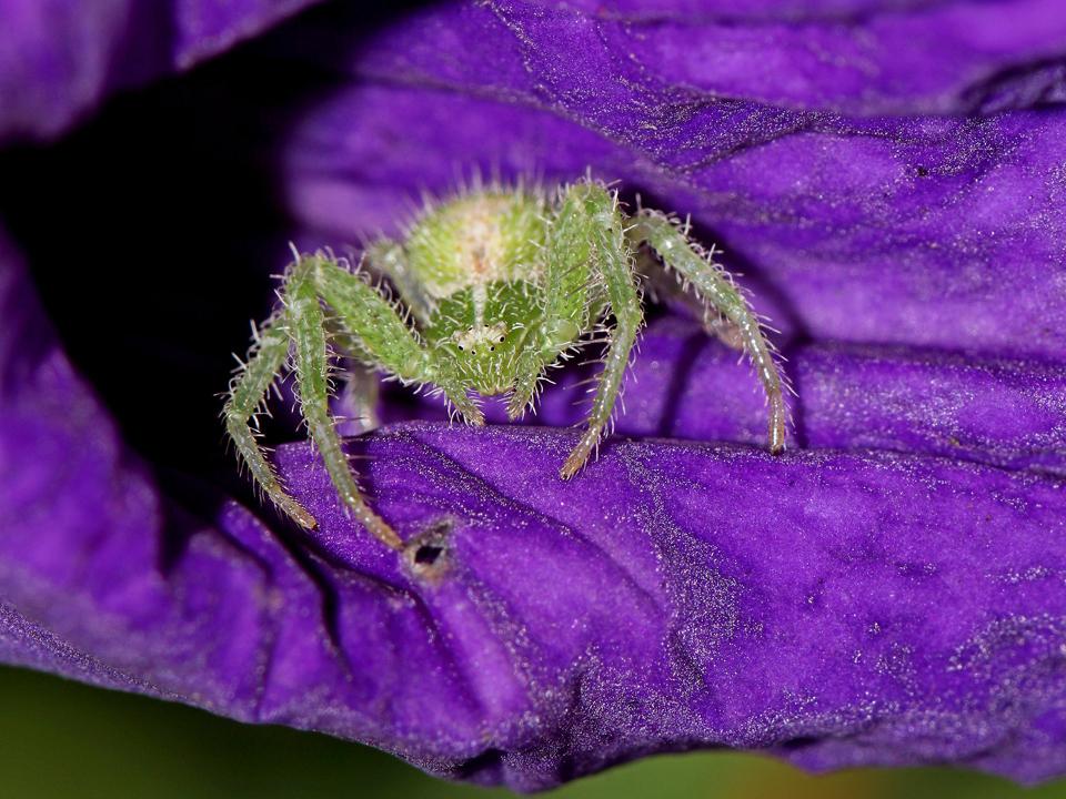 small spider in flower - image