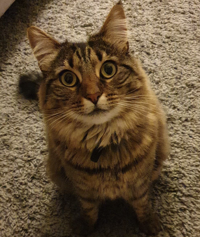 My Cat