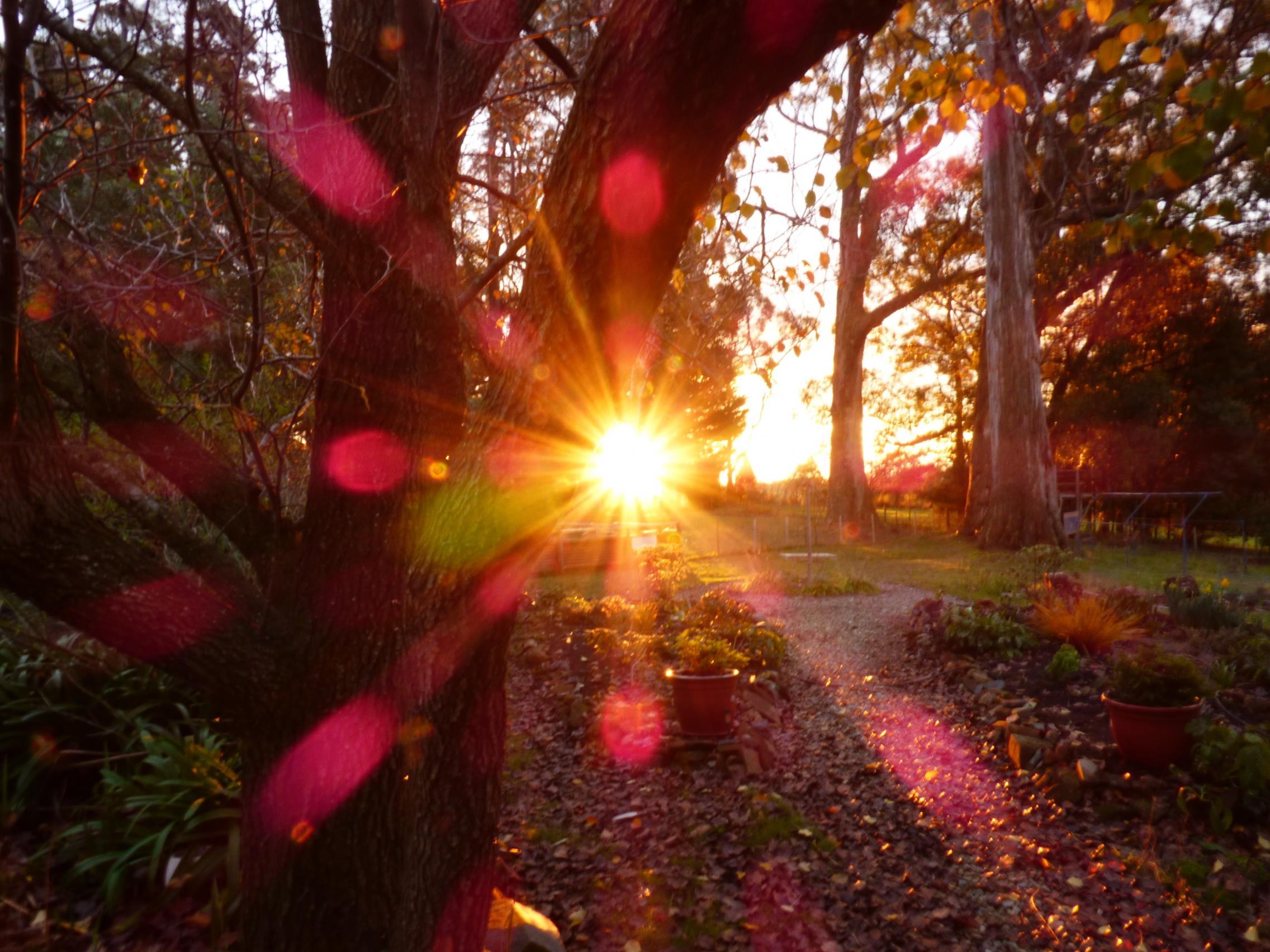 Sunset over a tree