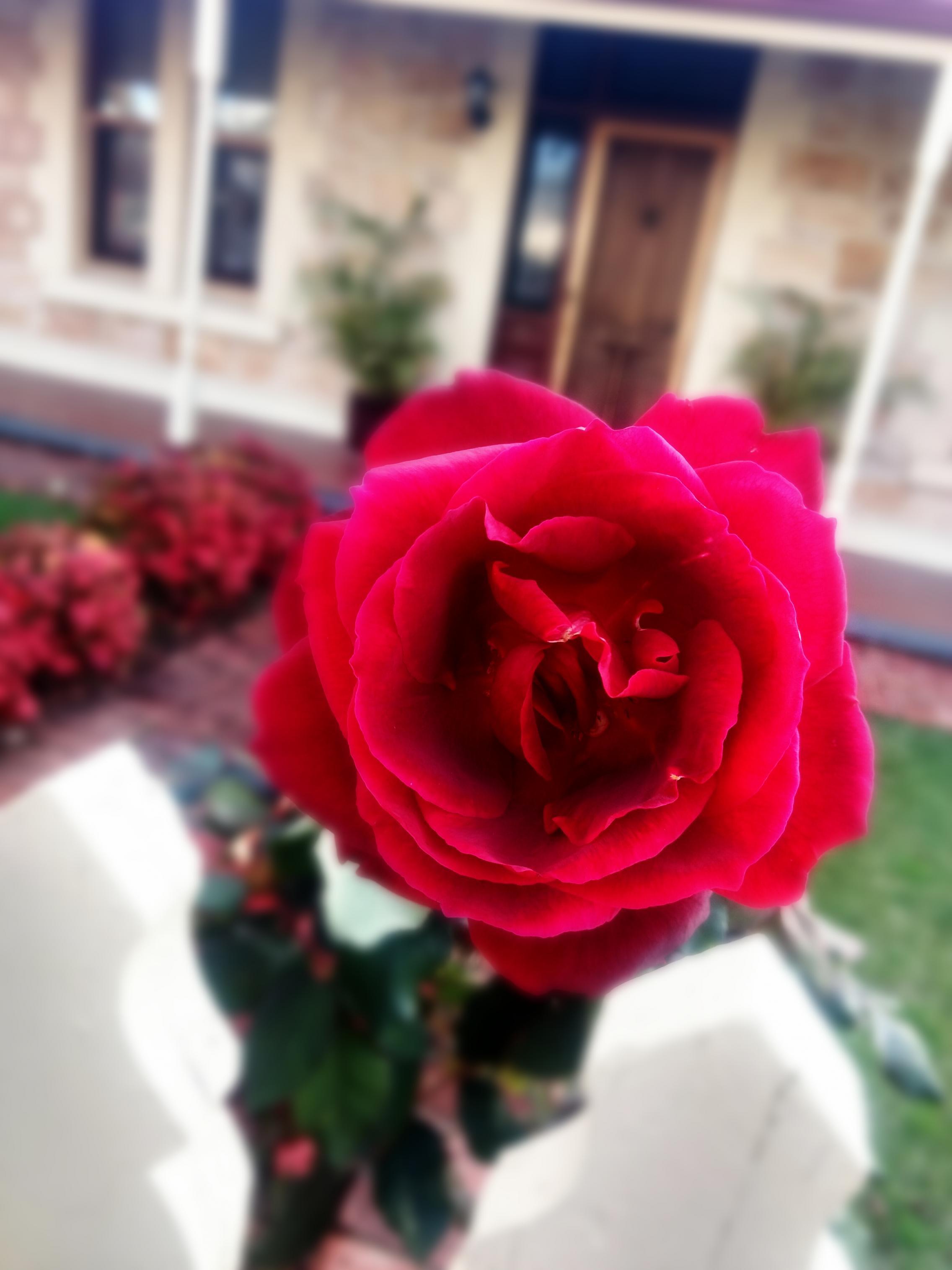 Stop and smell the roses