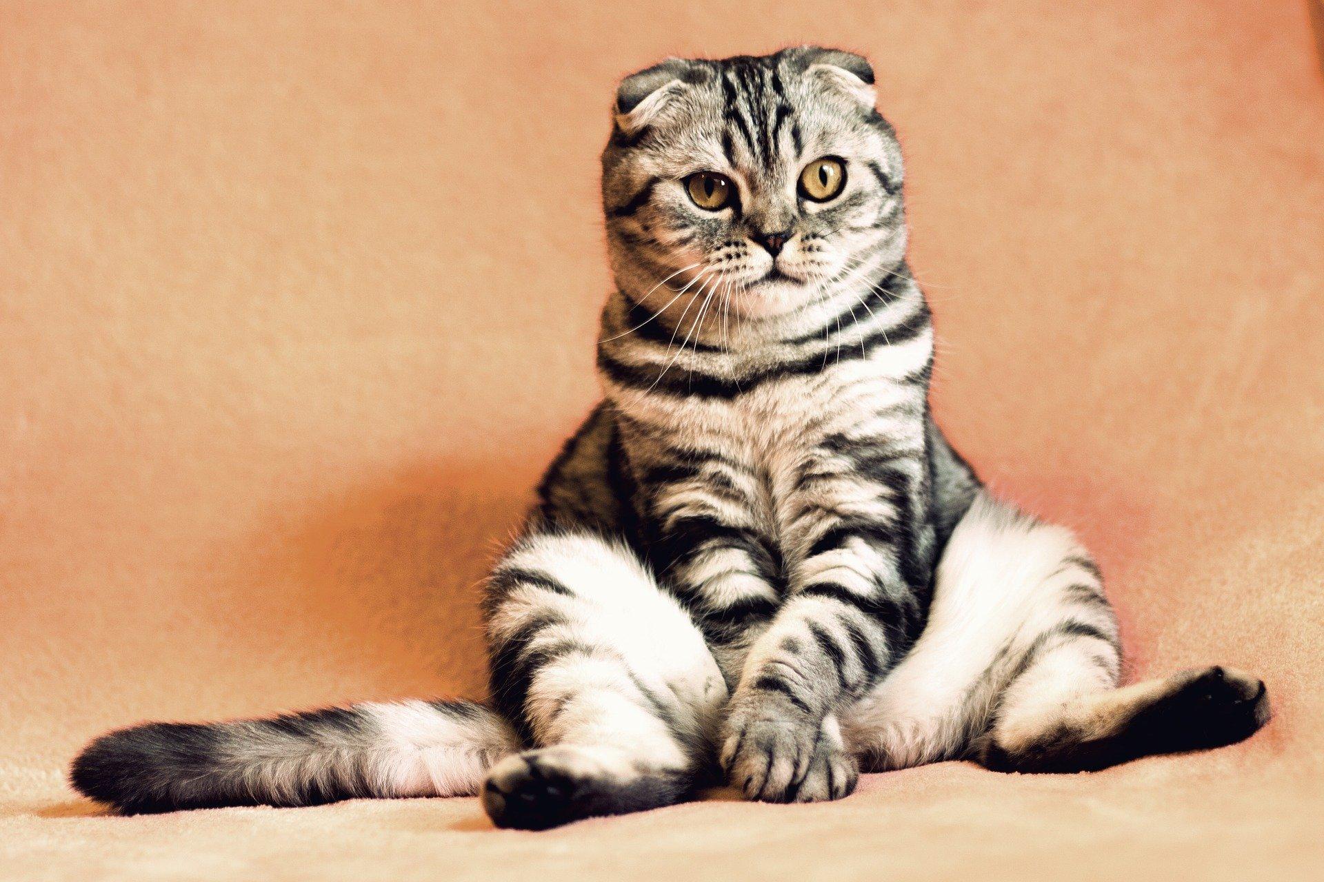 Cat sitting weird.