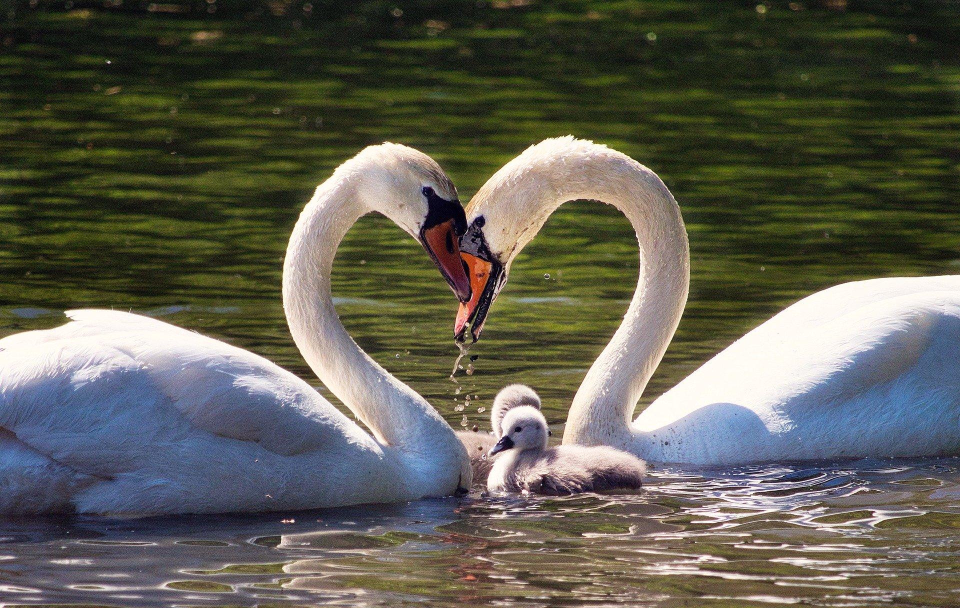 Two adult swans form love heart with their necks over baby swans.