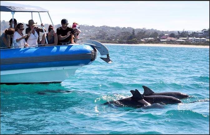 Dolphins in Water