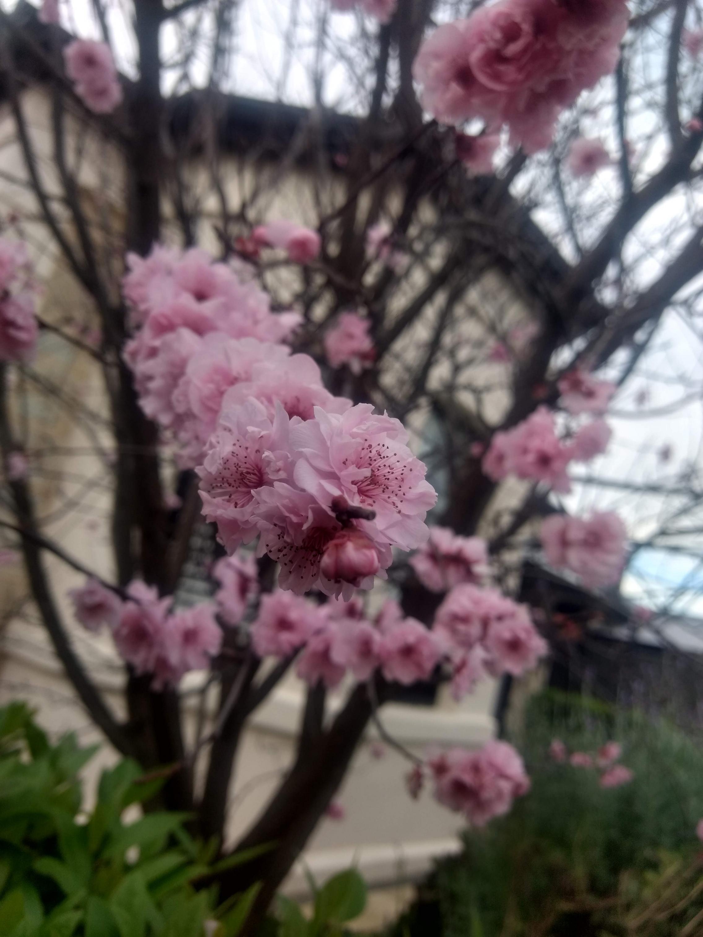 Blossoms