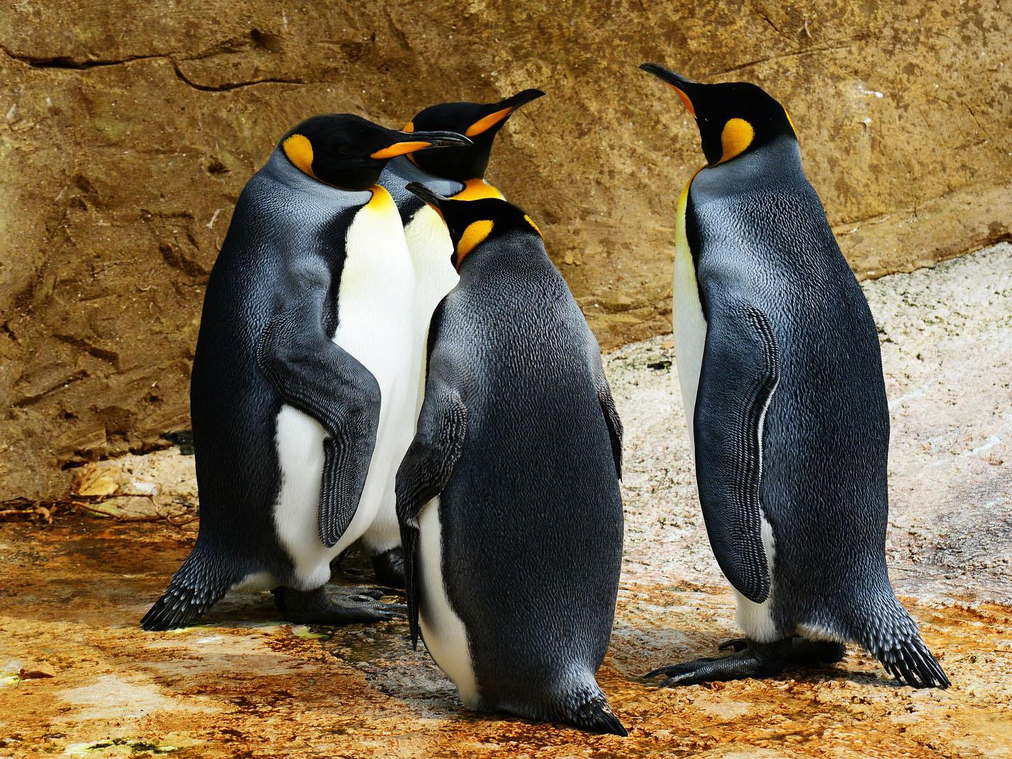 emperor penguin huddle image