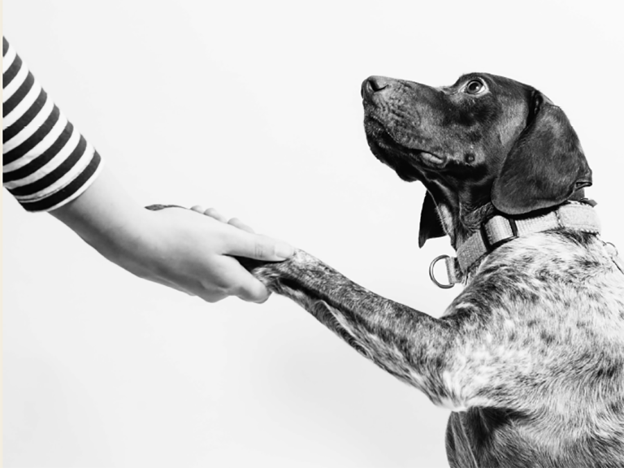 Dogs, rabbits & cats (which is the best pet?) Wellbeing Hub