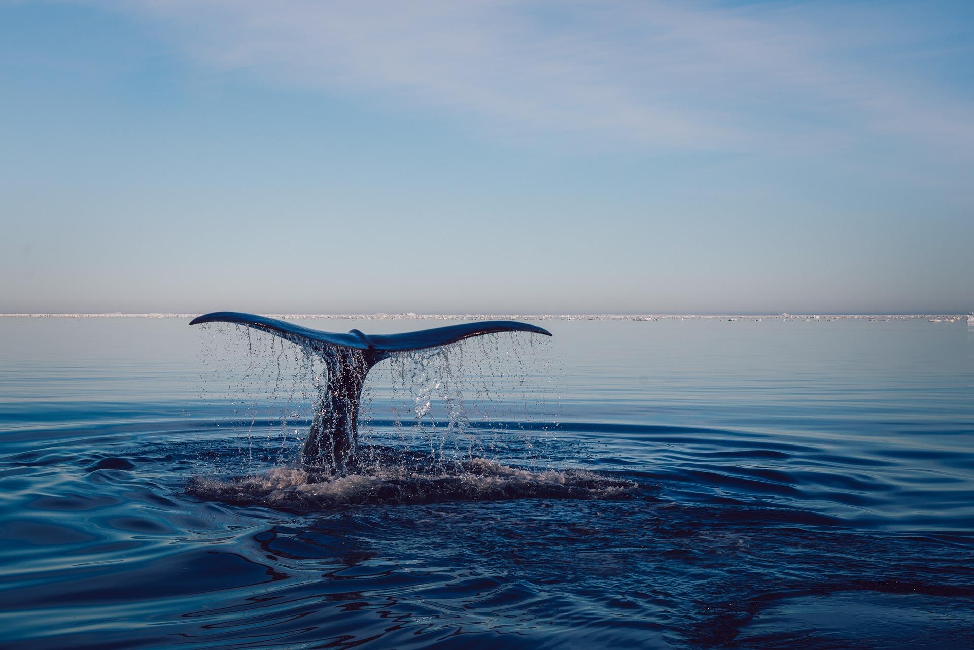 Whale tail diving