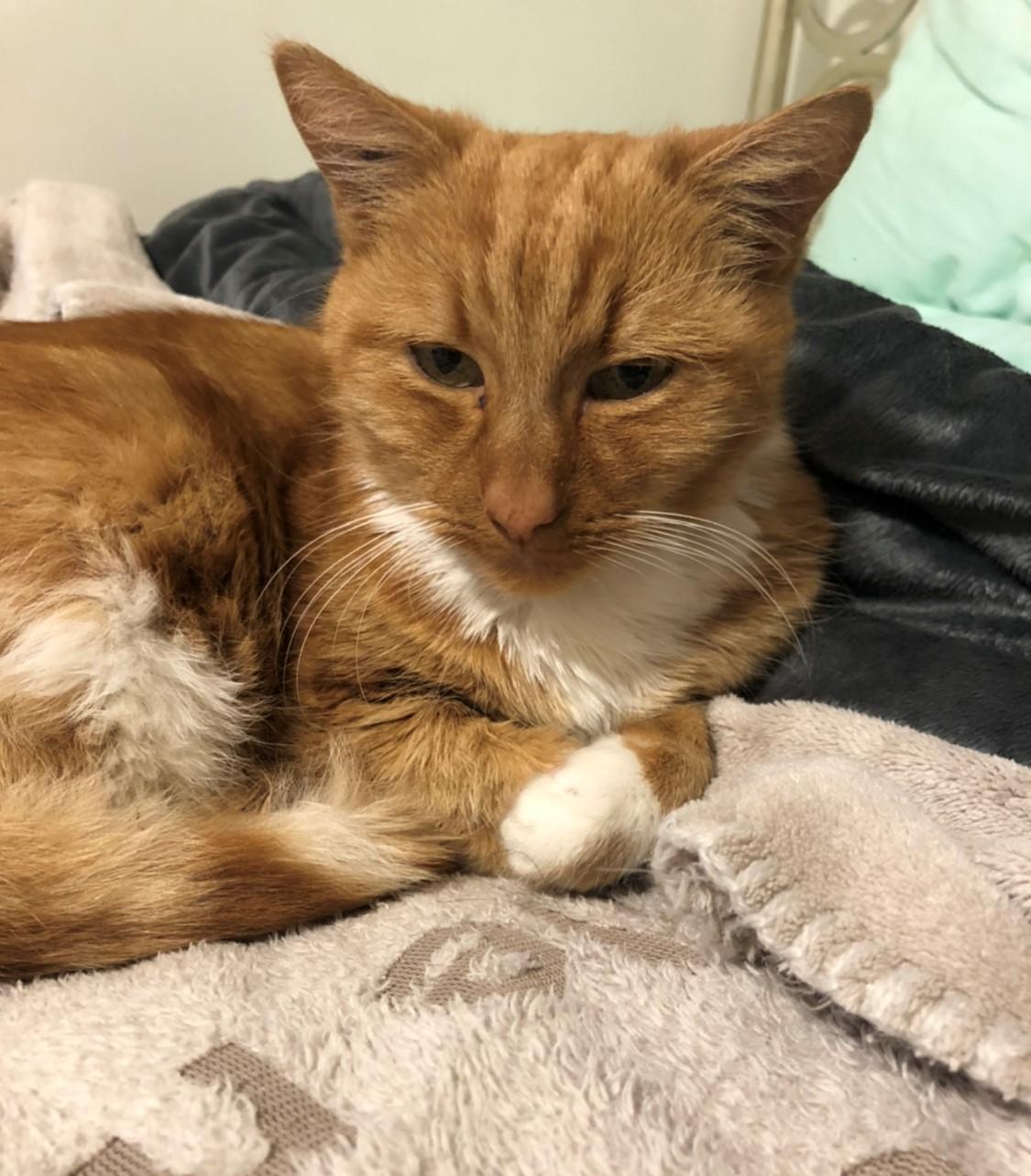 A ginger cat laying curled in a ball facing the camera. Her ears are out to the side and she has her paws tucked under her body.