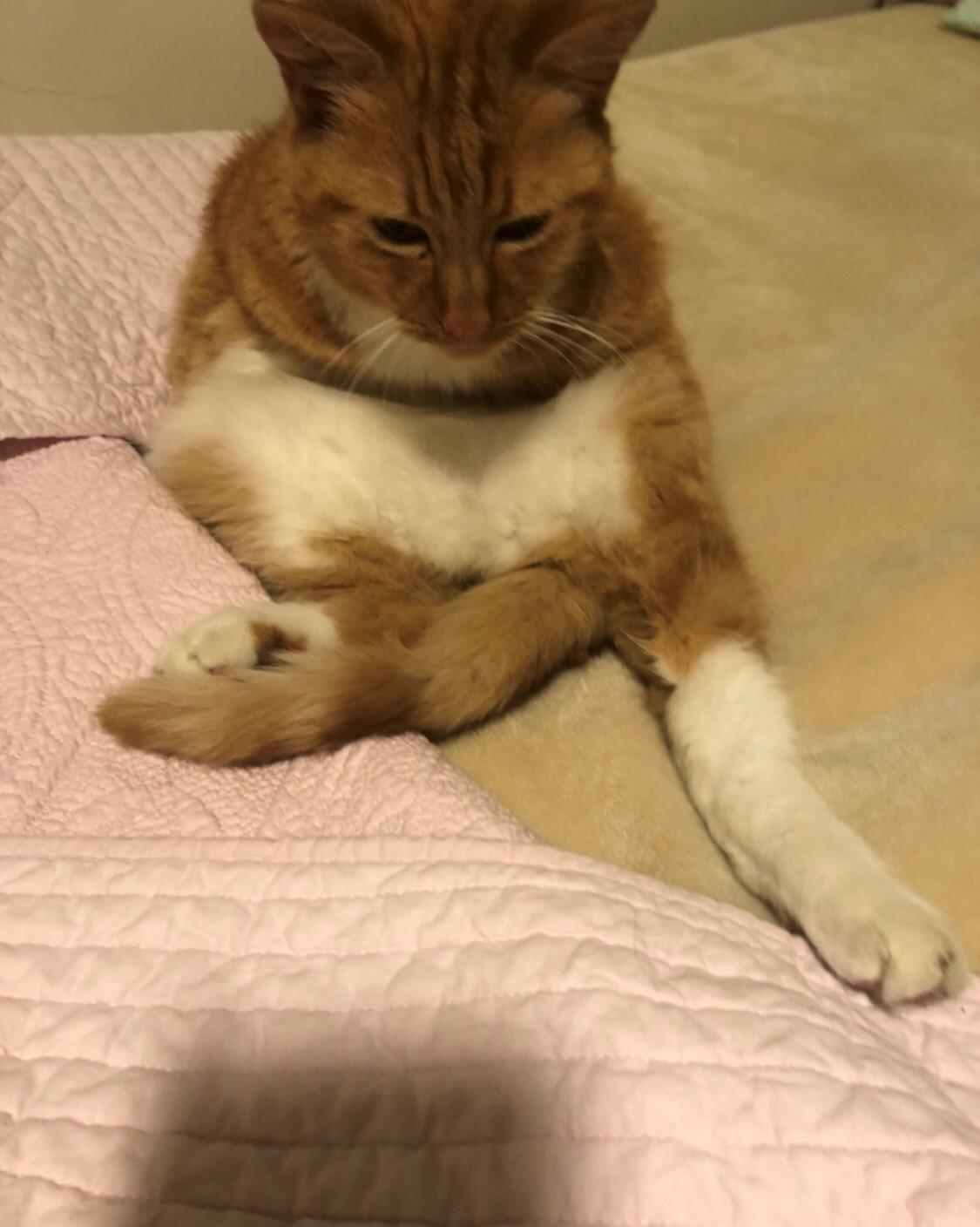 A ginger cat sitting on a bed. Her tail is between her legs and she's looking down and is folded over her white stomach.