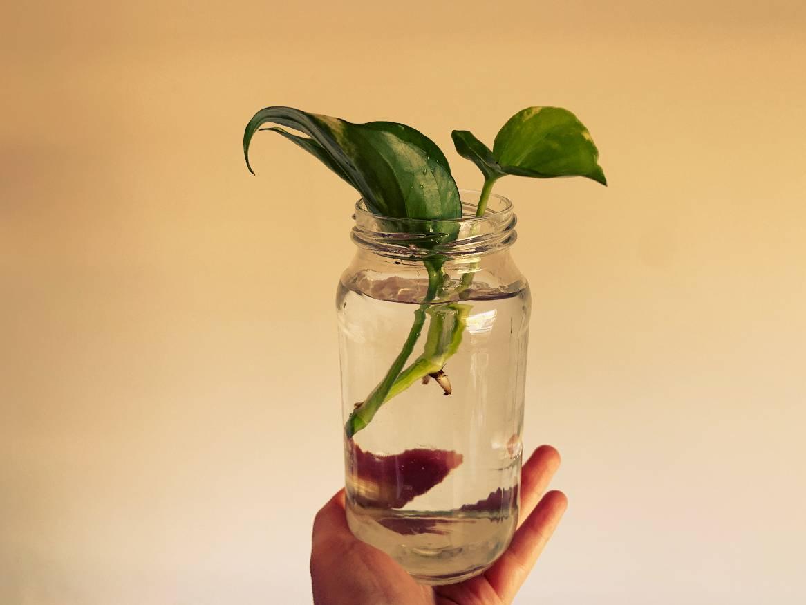 plant cutting in jar of water