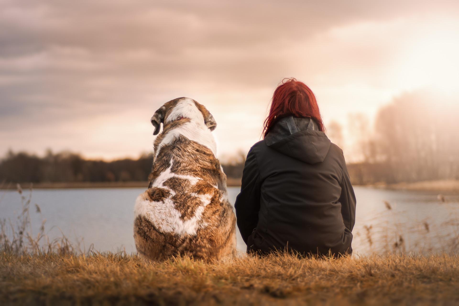 A dog sits with its owner