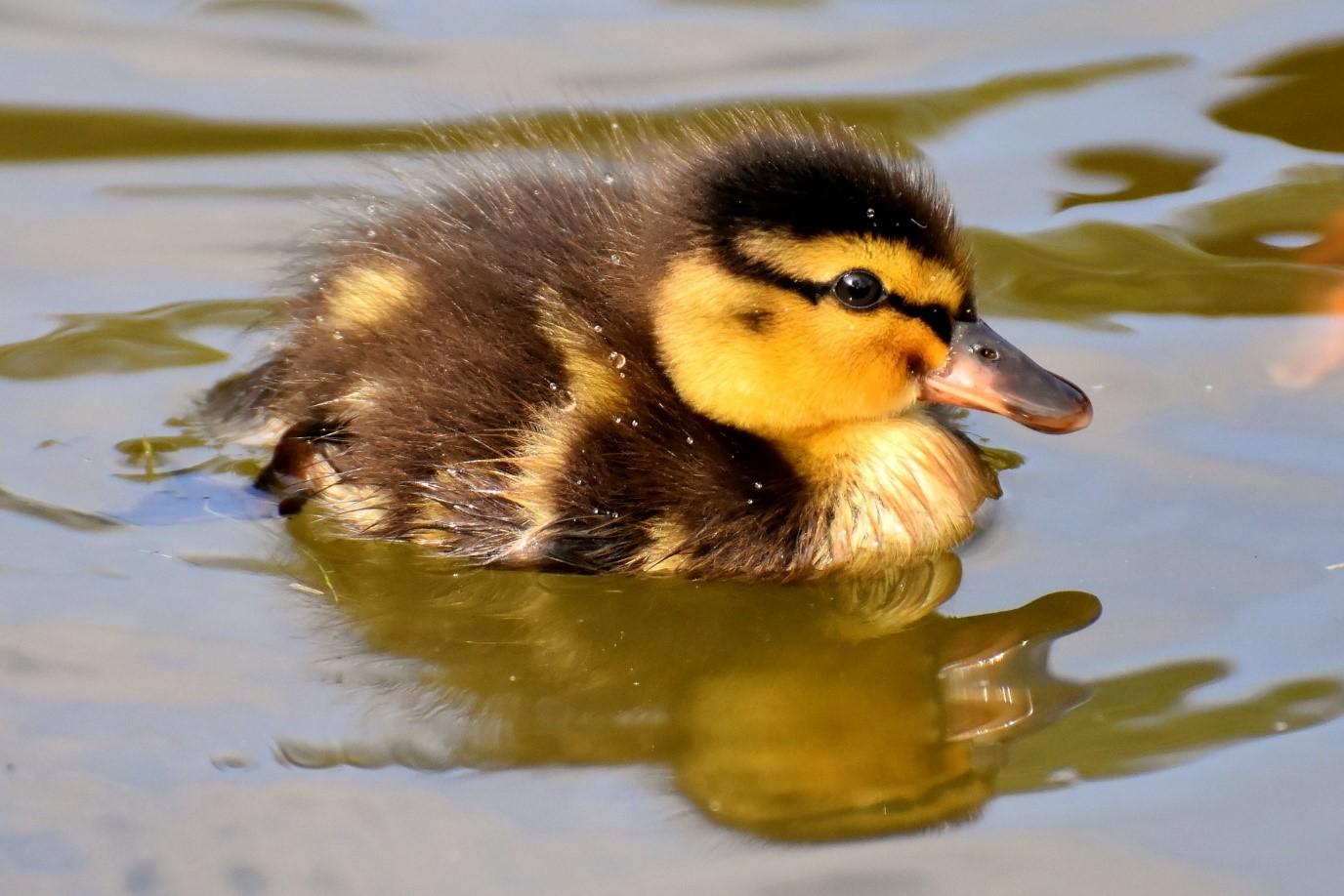 Duckling
