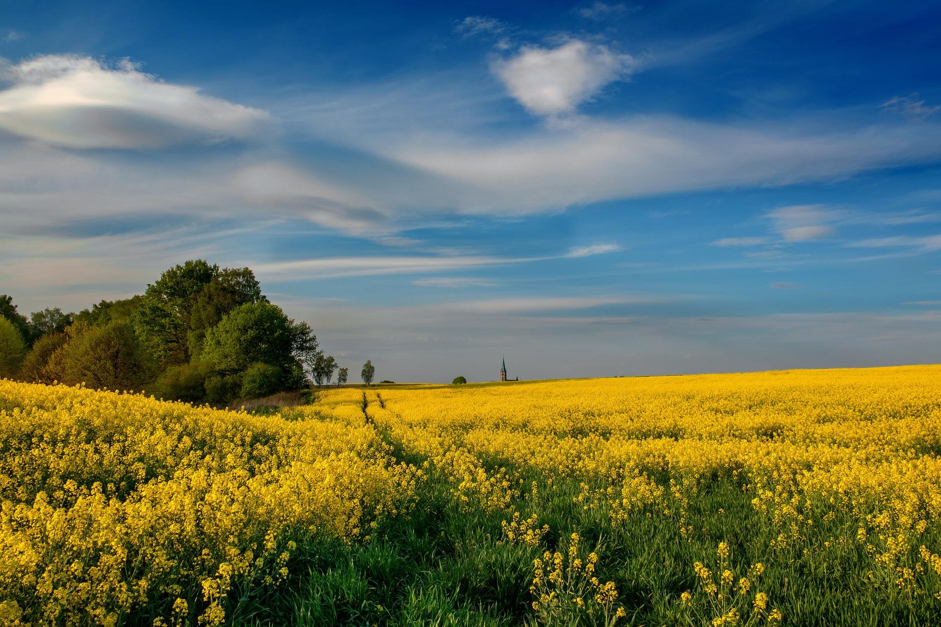 Field of canola flowers