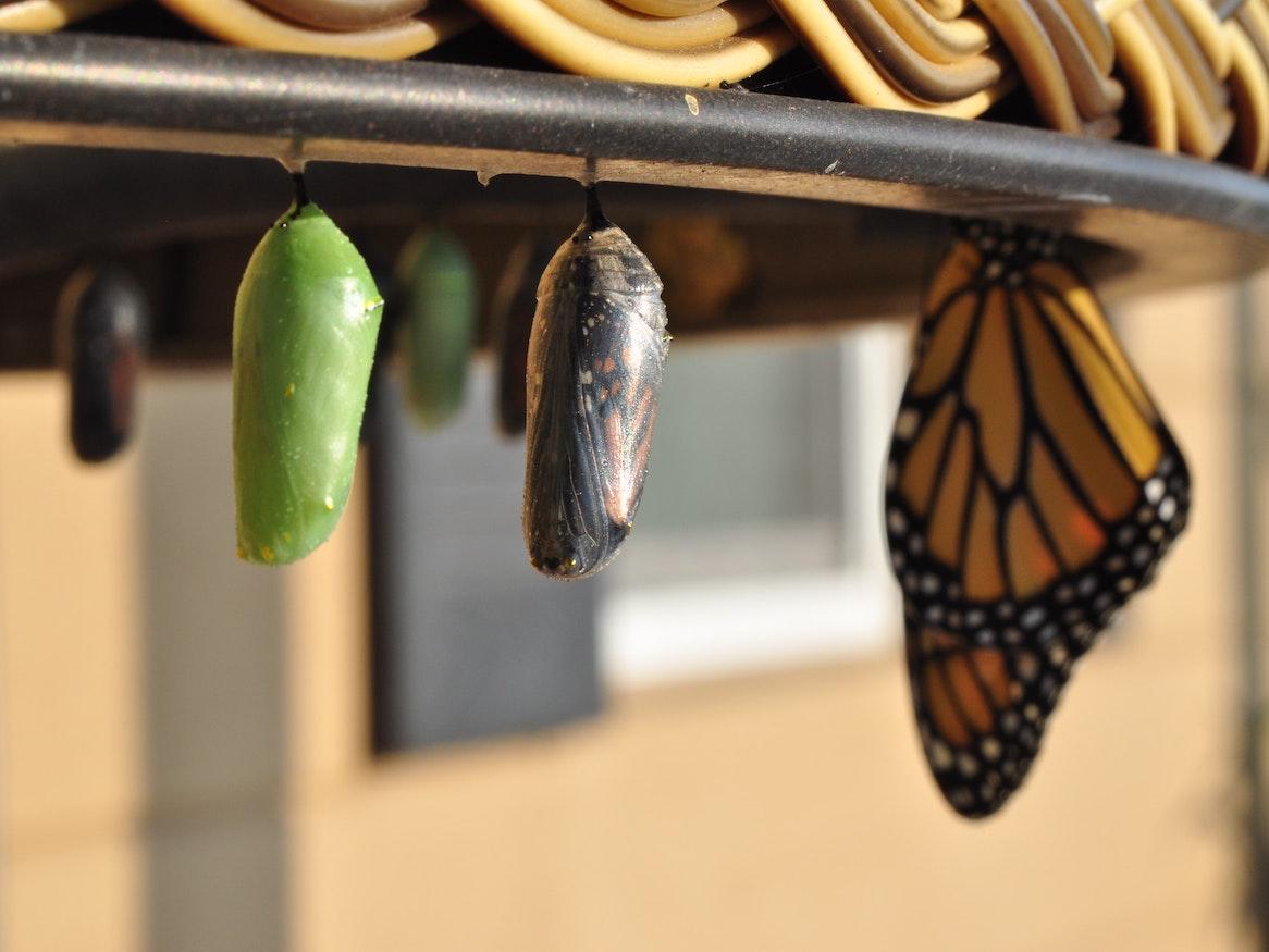 Butterfly cocoons and a butterfly.