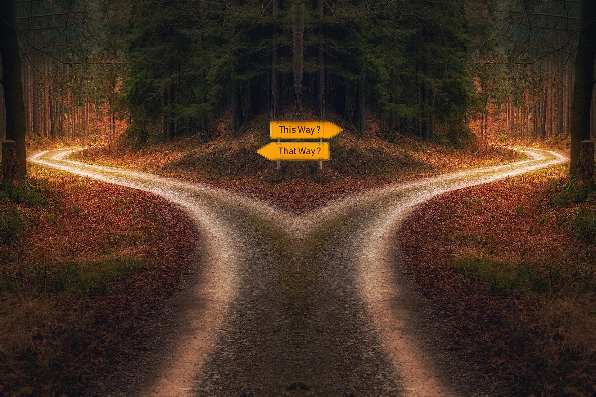 Two paths diverge on a forest track, with yellow signs, one pointing left saying 'that way' and the one right saying 'this way'