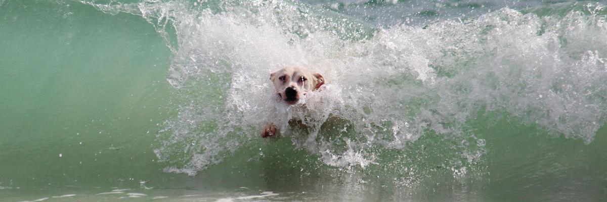 dog surfing image