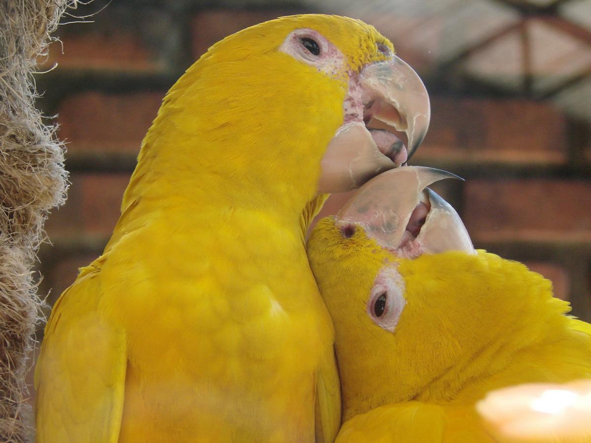 parrots touching - image
