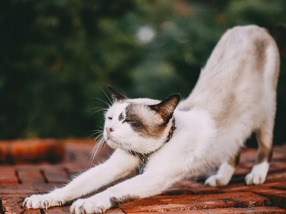 cat doing down dog pose - image