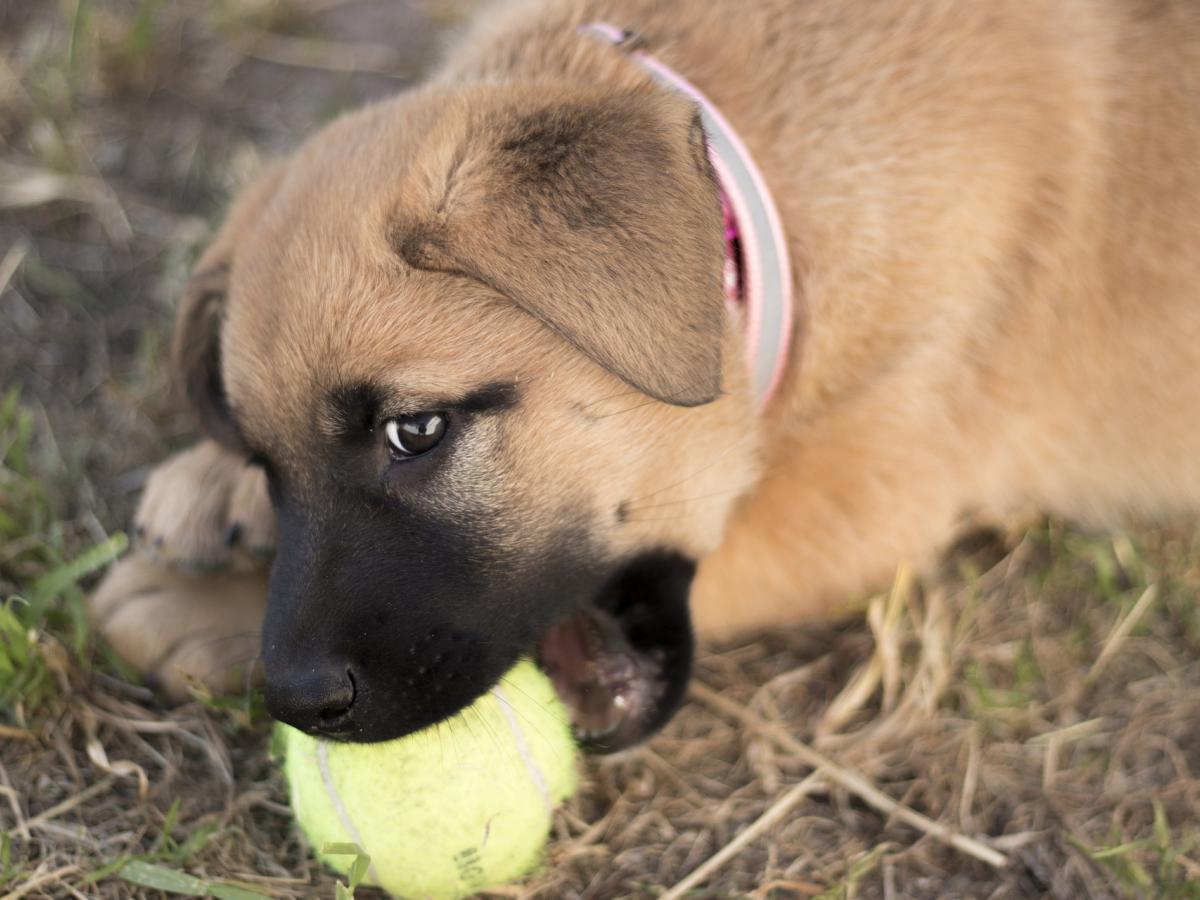 Puppy chewing tennis ball.