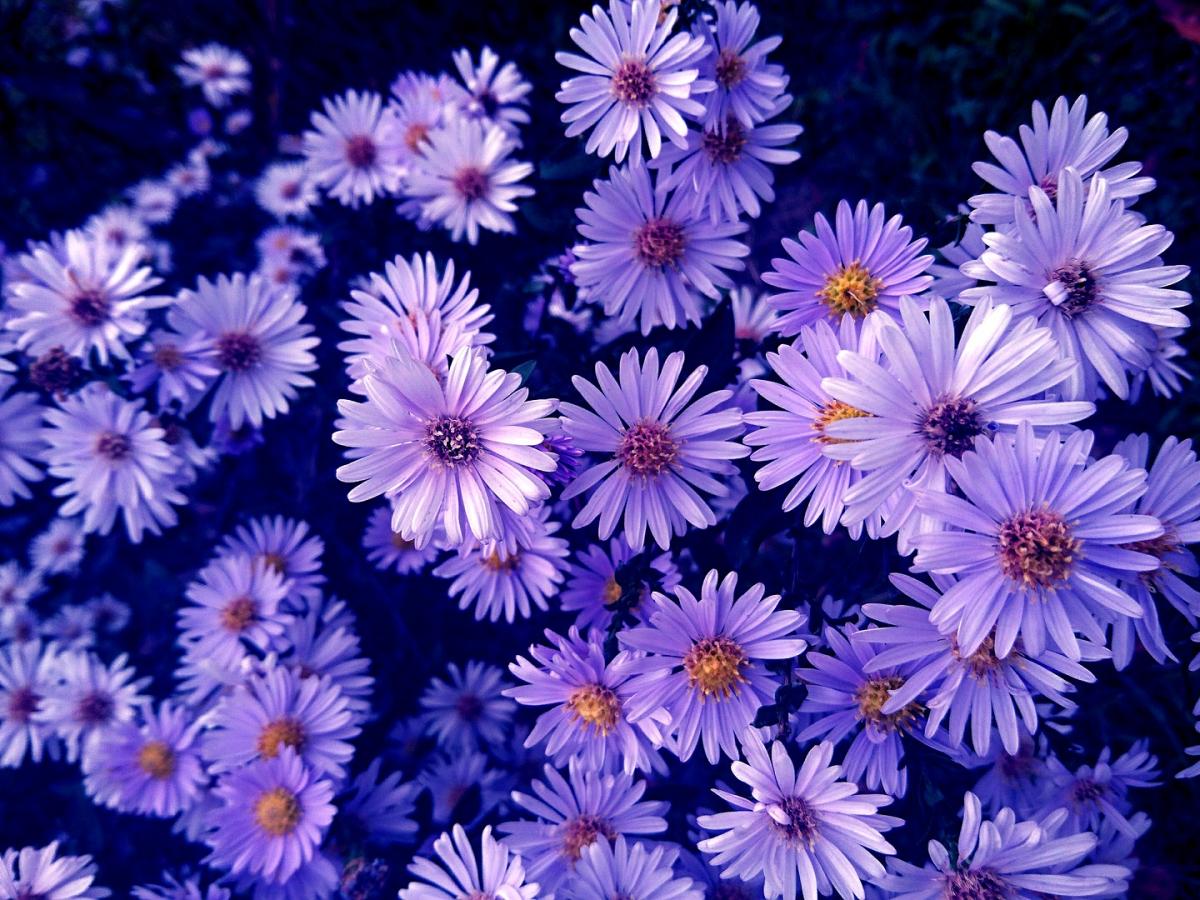 Purple flowers