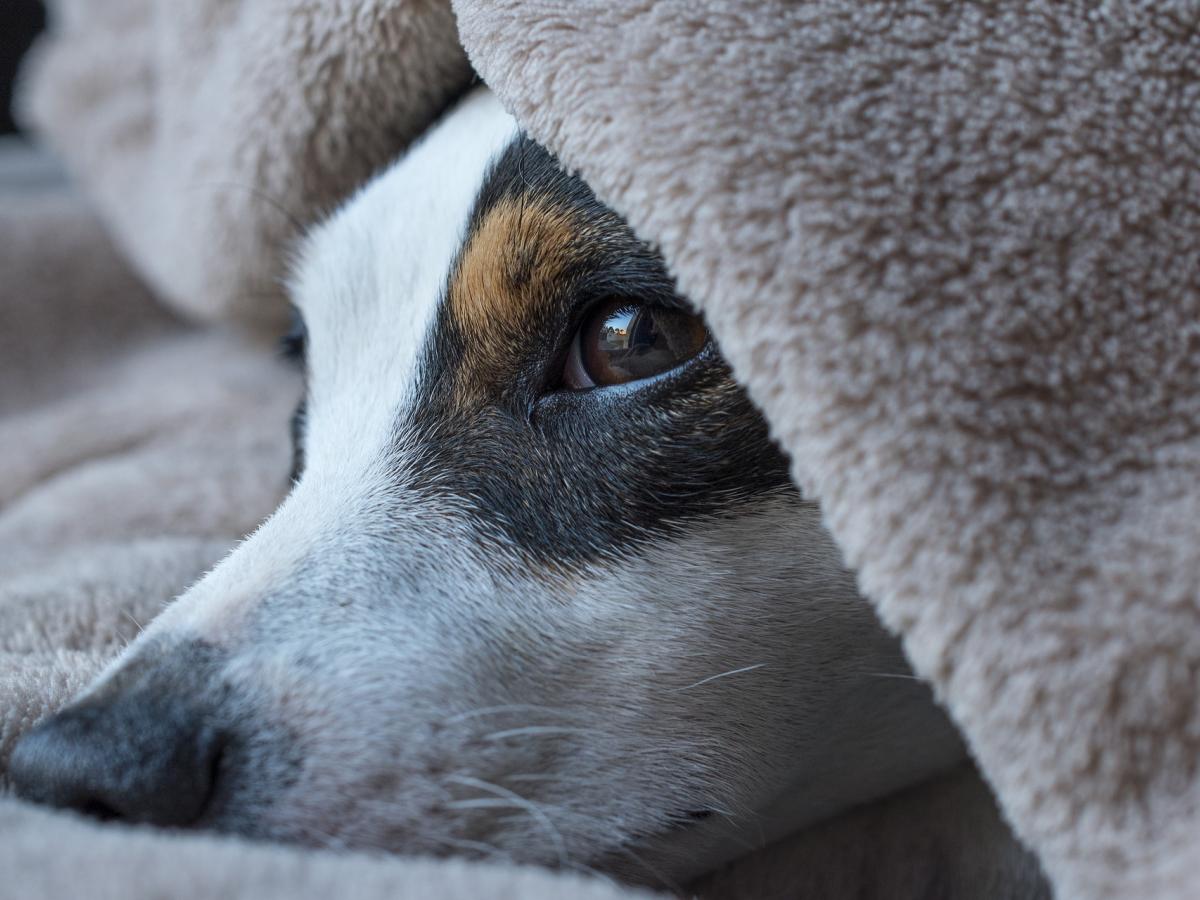 Dog under a blanket