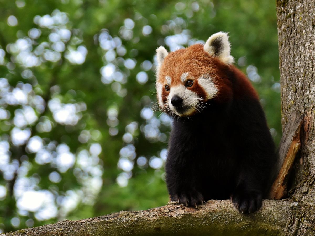 Red panda