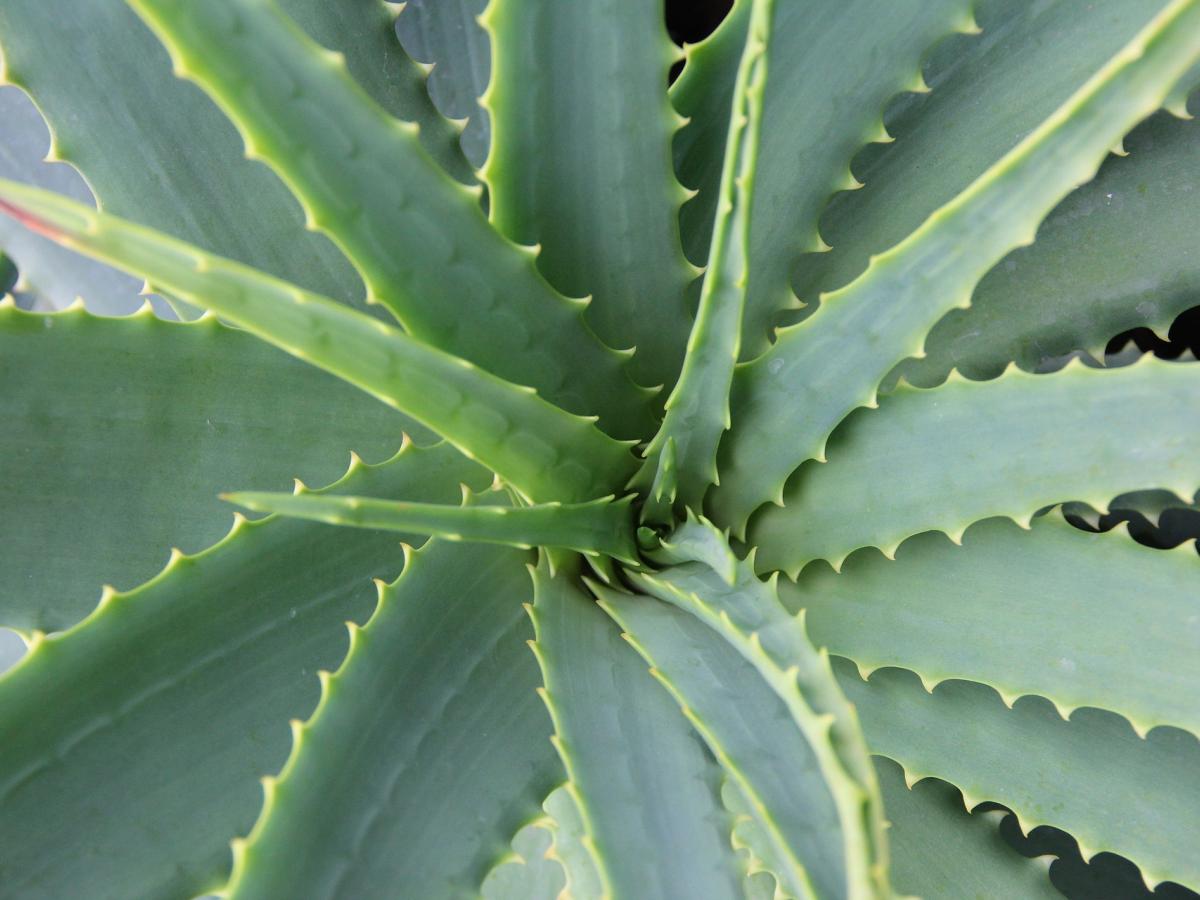 Aloe Vera plant close up