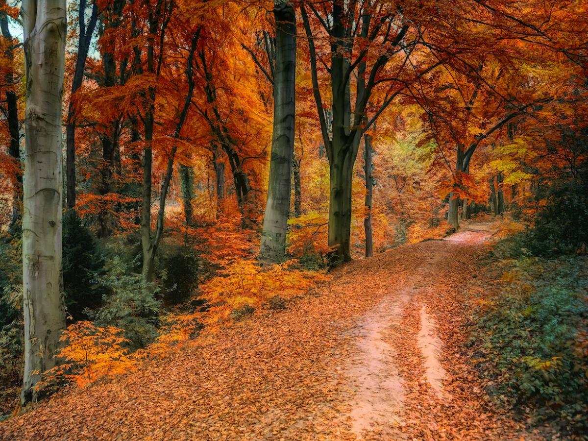 Forest trail in autumn