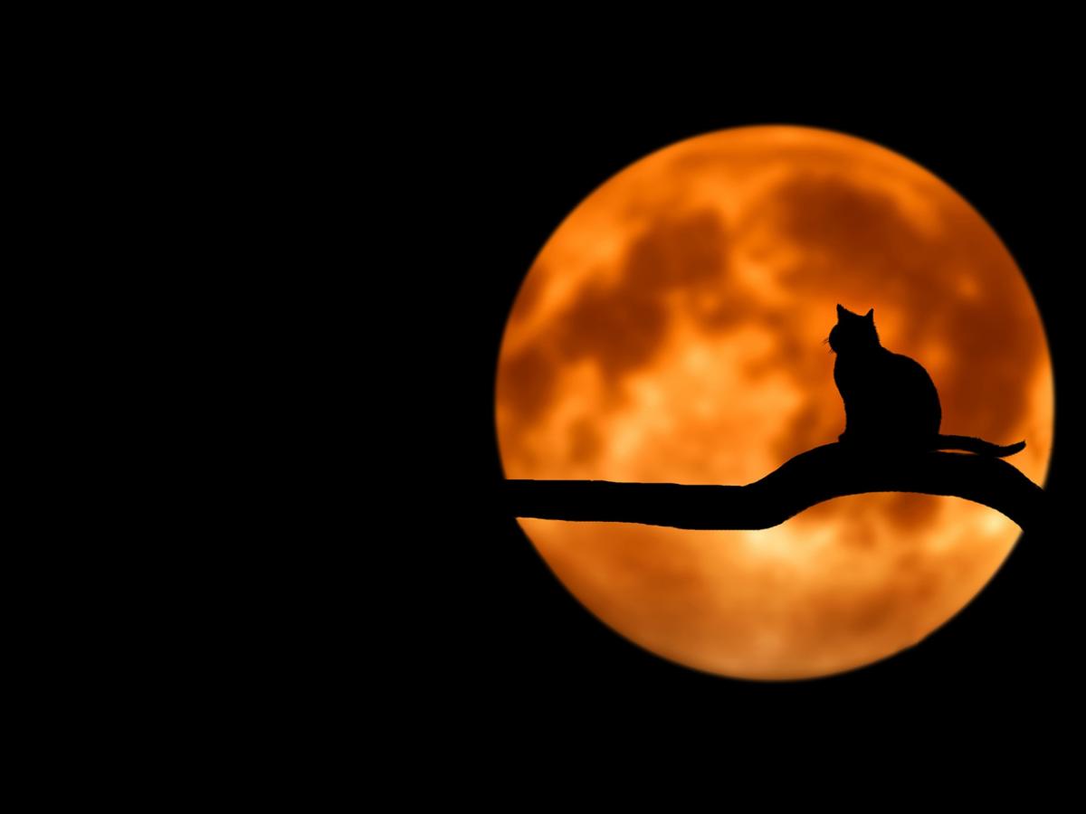 blogpic cat moon tree