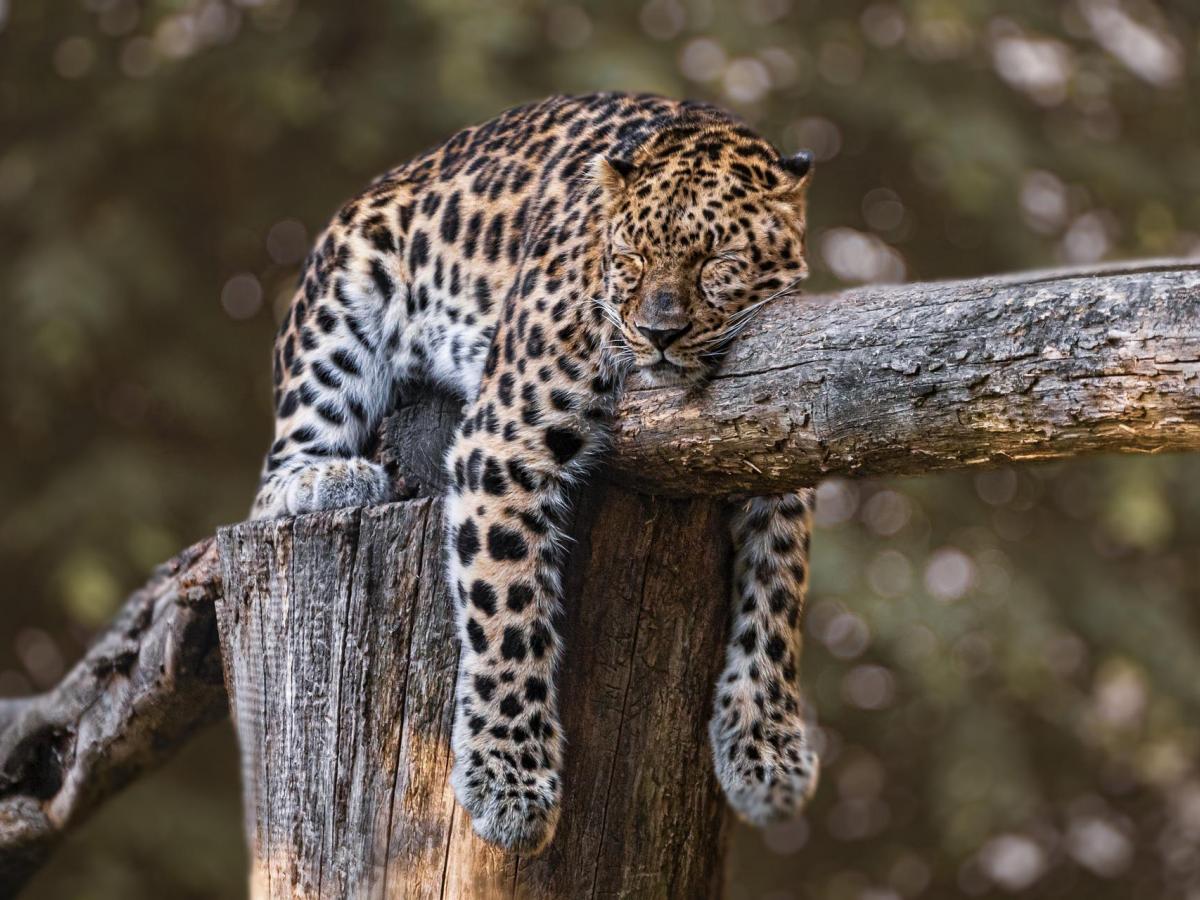 blogpic sleeping jaguar