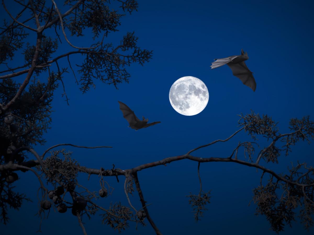 blogpic-pixabay-full moon-bats
