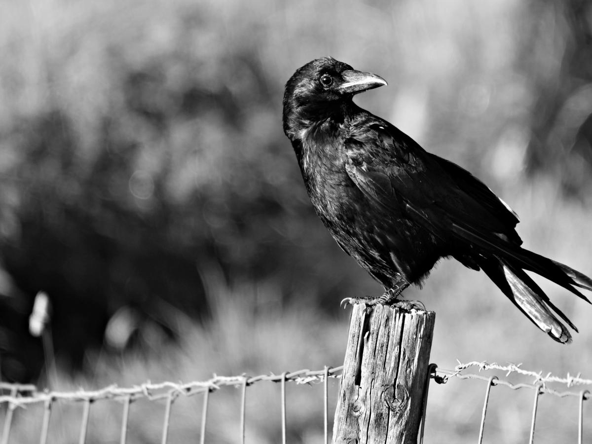 blogpic, pixabay, crow, fence, barbwire