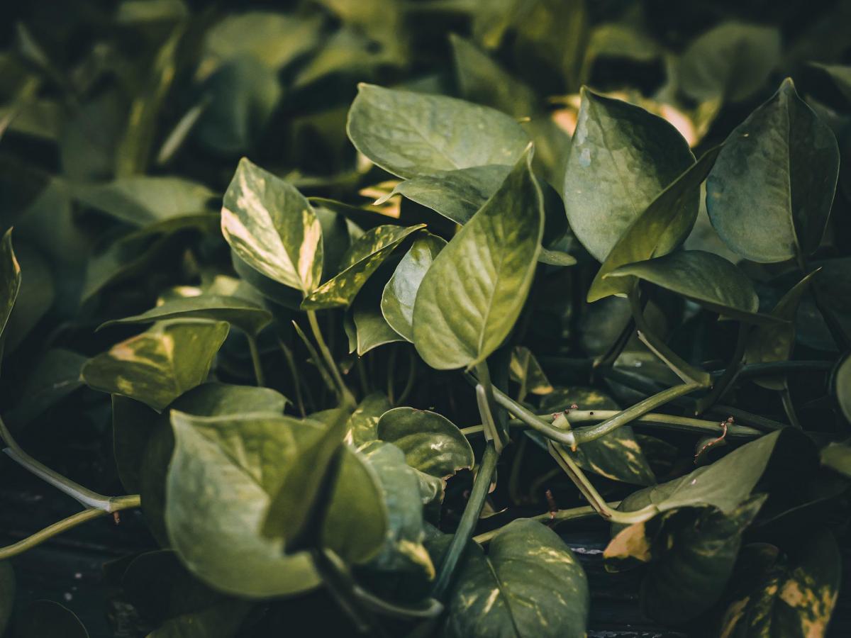 green foliage of devil's ivy (pothos) vines