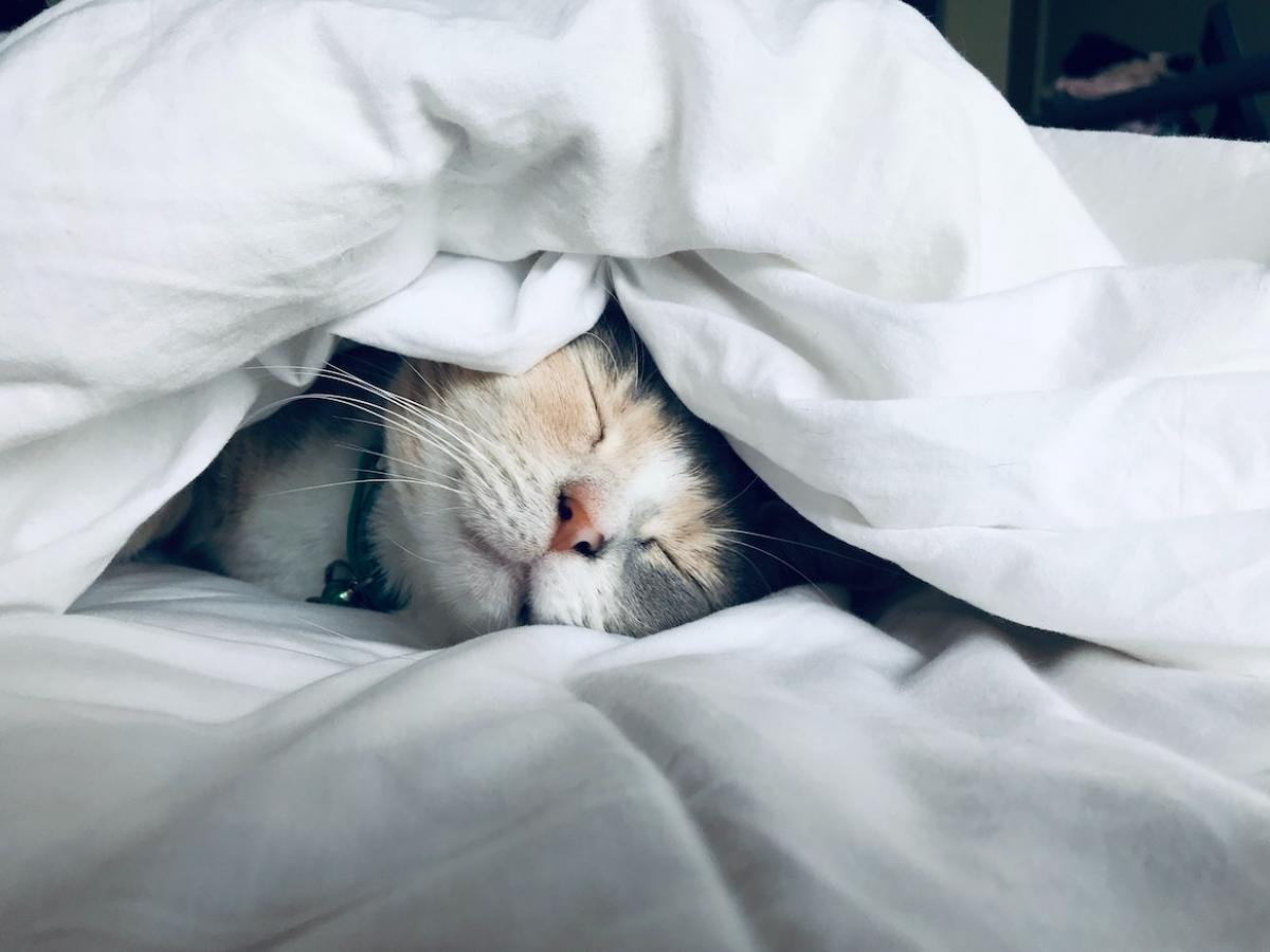 Cat sleeping on a bed.