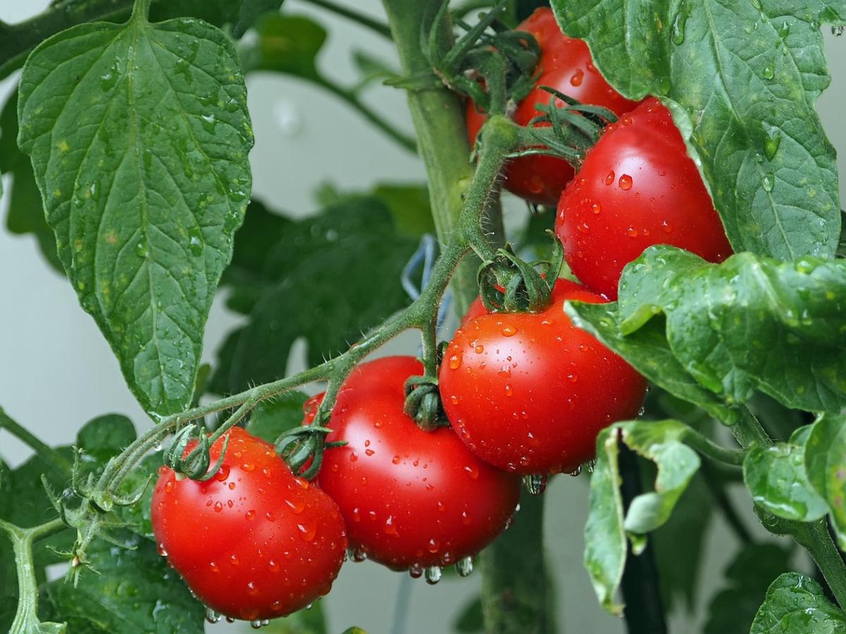 A vine of bright red tomatoes.