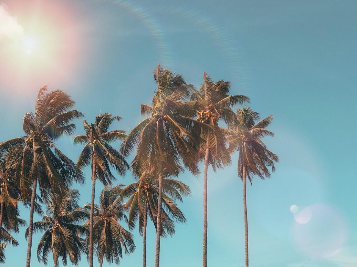 A collection of palm trees with a the sun and a blue sky in the background